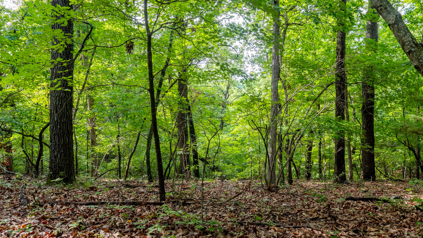 Lakeview Retreat: 3.52 Acres of Scenic Beauty