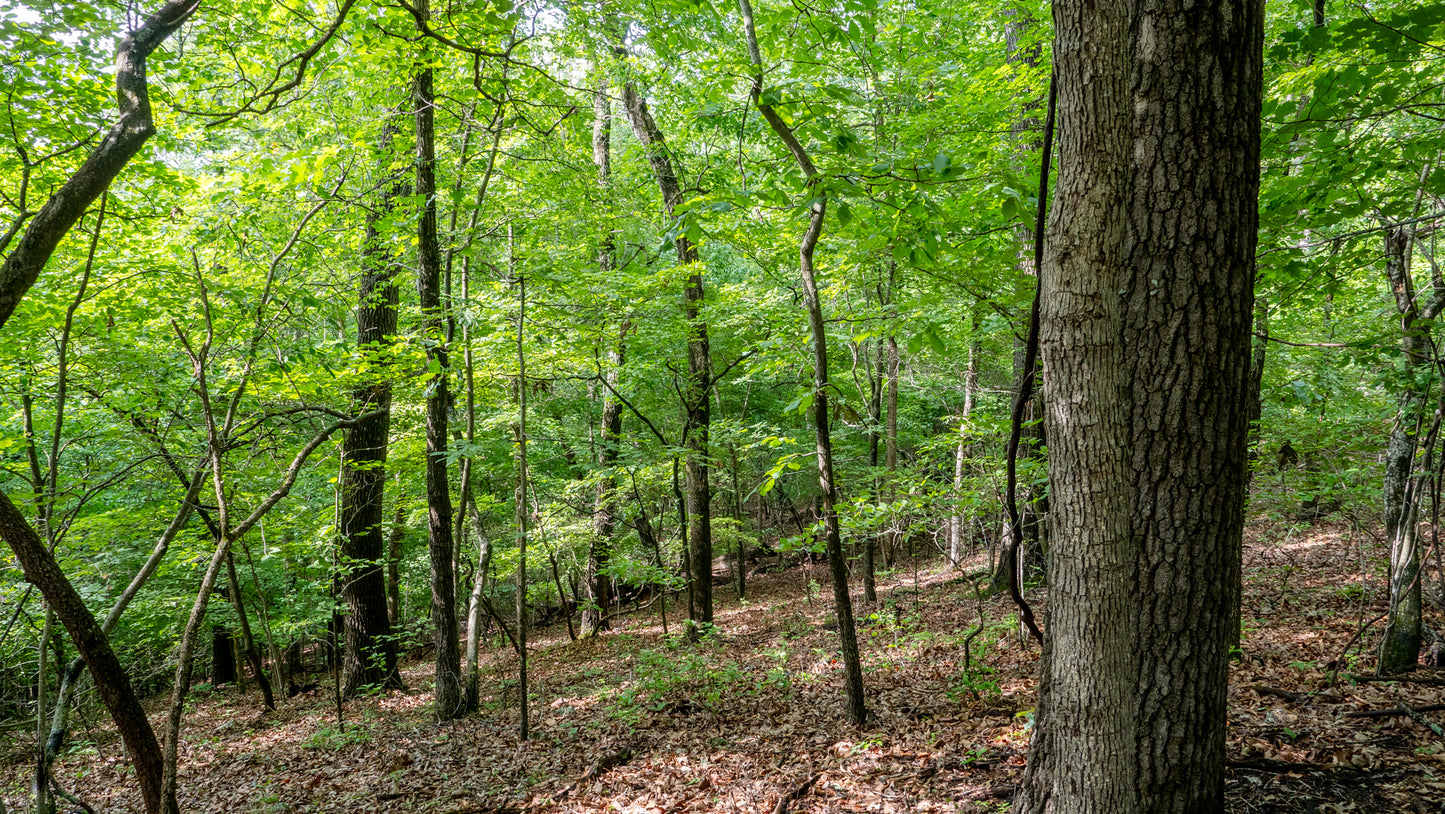 Lakeview Retreat: 3.52 Acres of Scenic Beauty