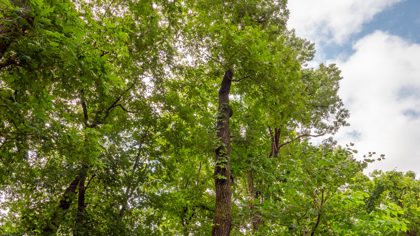 Prime 0.23 Acres in Ivy Bend – Ideal for Your Future Home