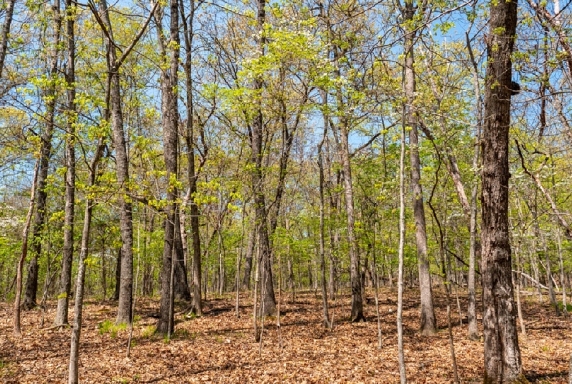 14 +/- Acres at Lake of the Ozarks