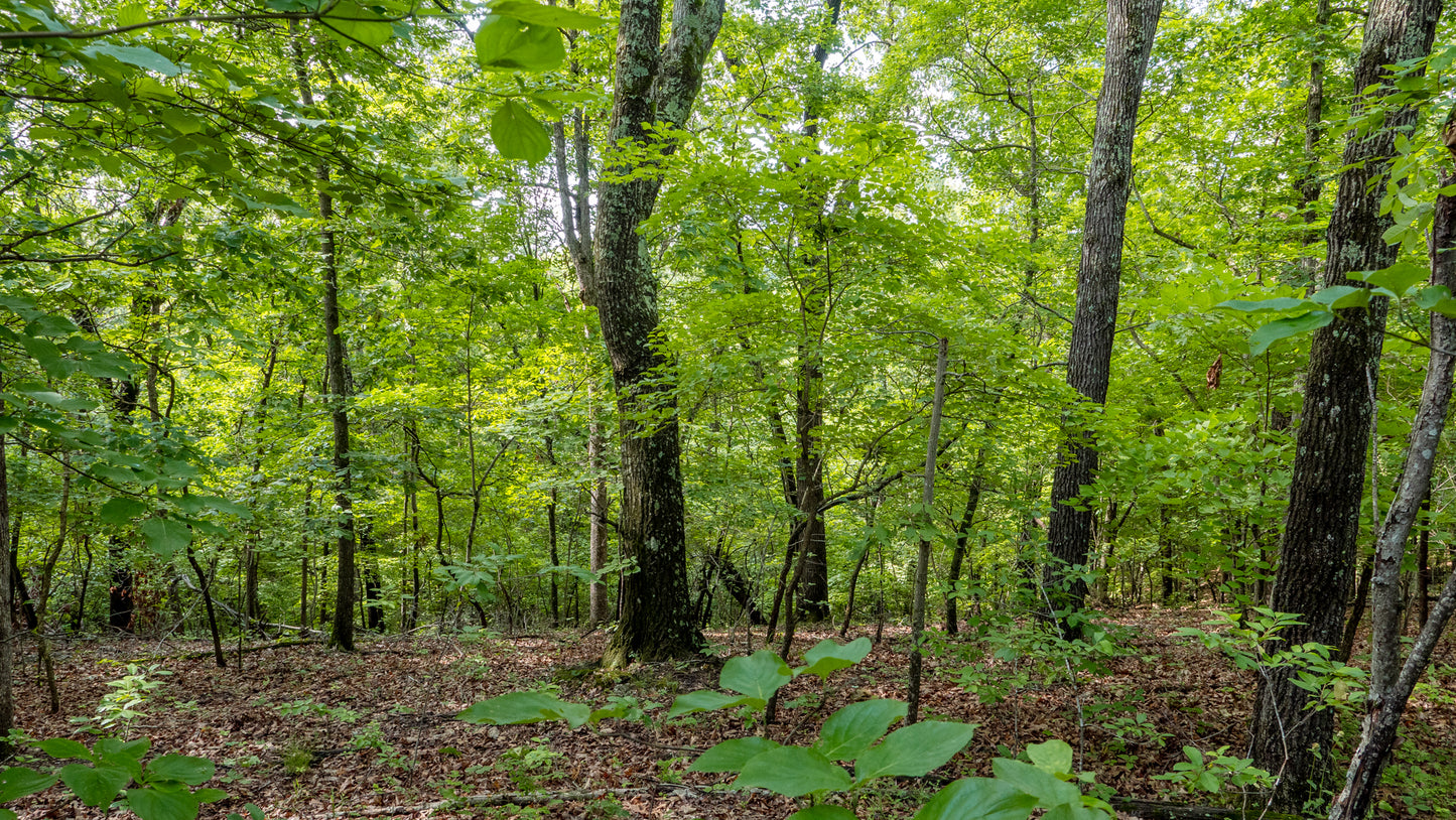 Lakeview Retreat: 3.52 Acres of Scenic Beauty