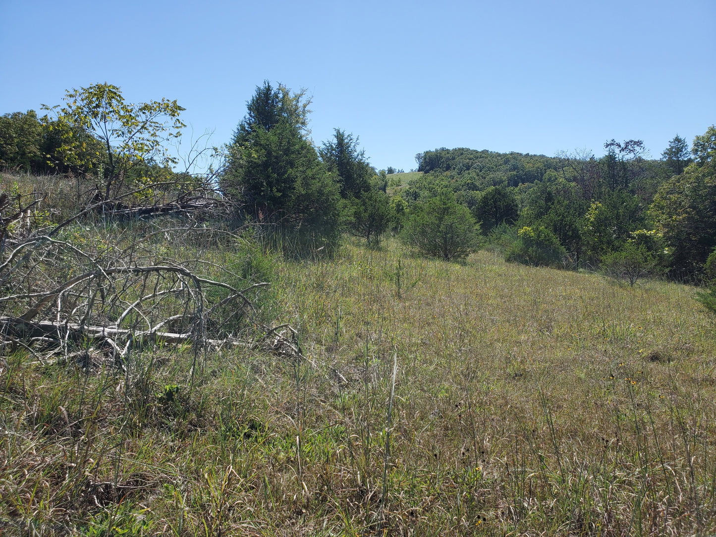 40 Acres Near Bratten Spring in Ozark County, MO