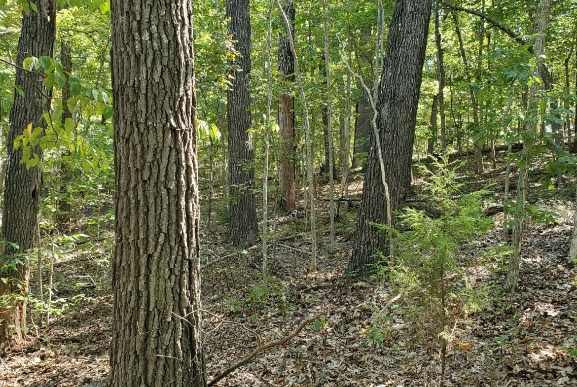 12 Acre Ozark Mountain Getaway