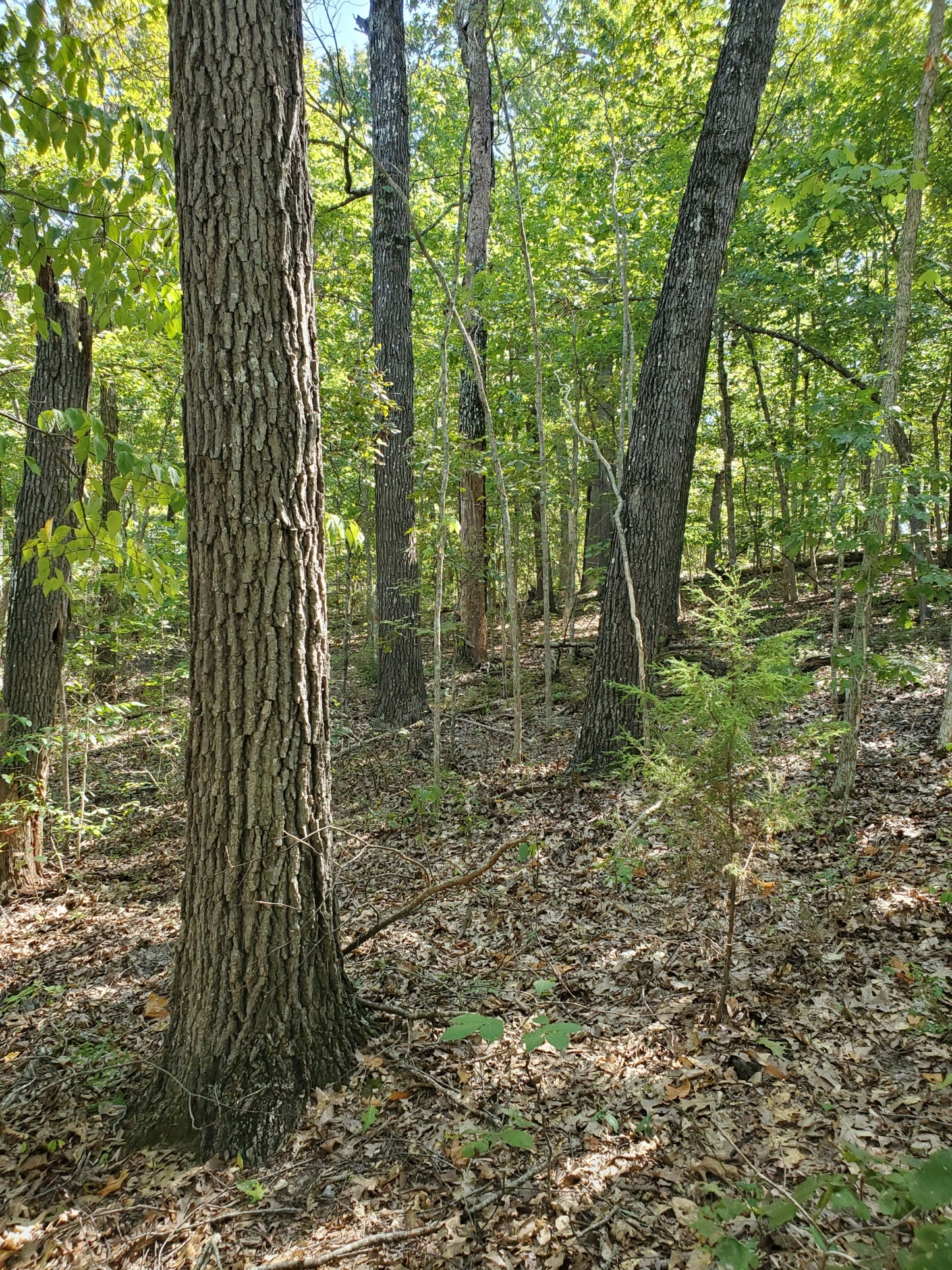 40 Acres Near Bratten Spring in Ozark County, MO