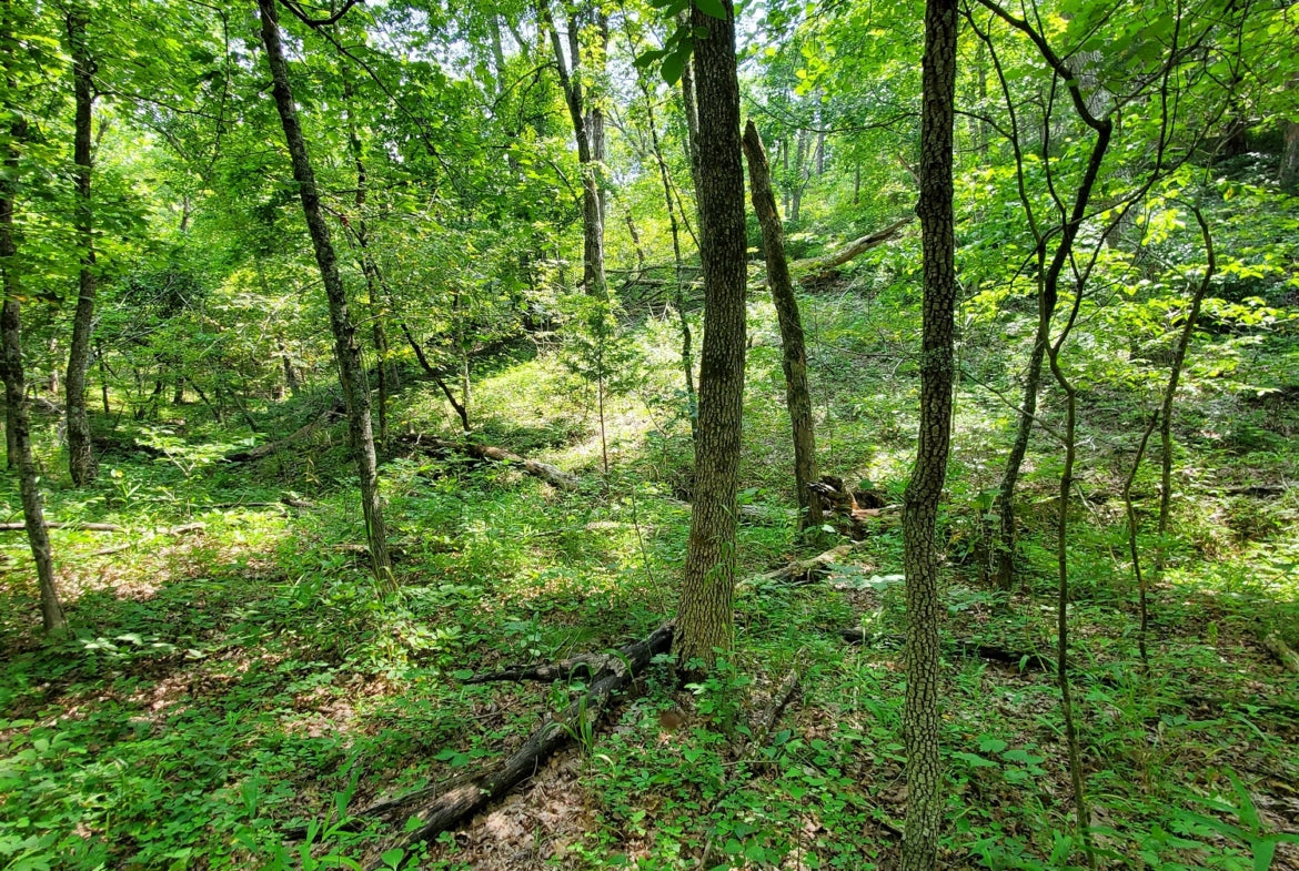 47.4 Acre Ozark Retreat