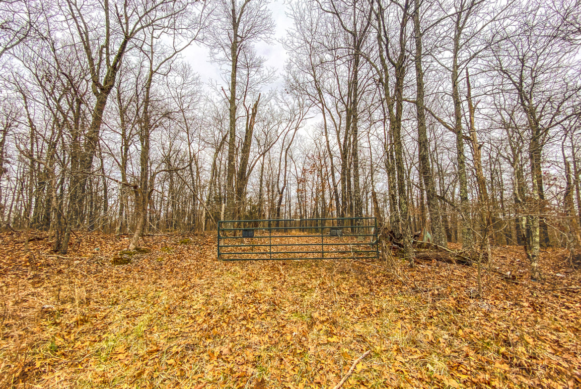 40 Acres of Hardwoods in Ozark County, MO