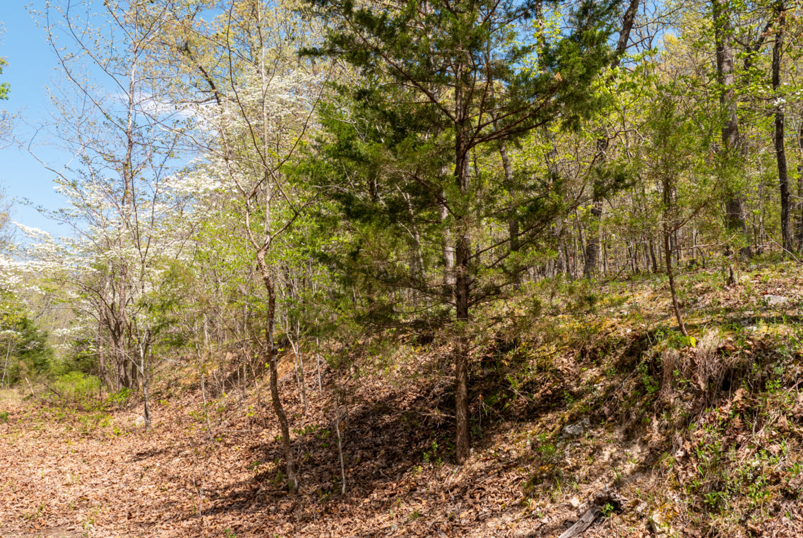 5 Acres of Beautiful Timber and Creeks
