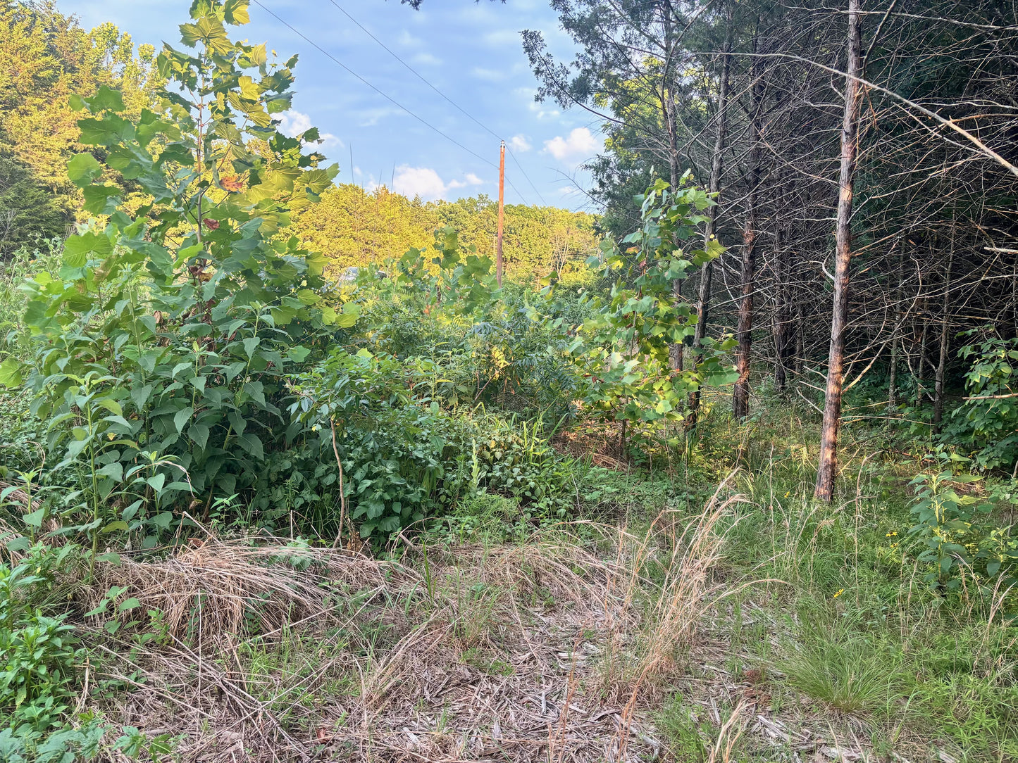 Hidden Gem: 3.4 Acres Near Table Rock Lake