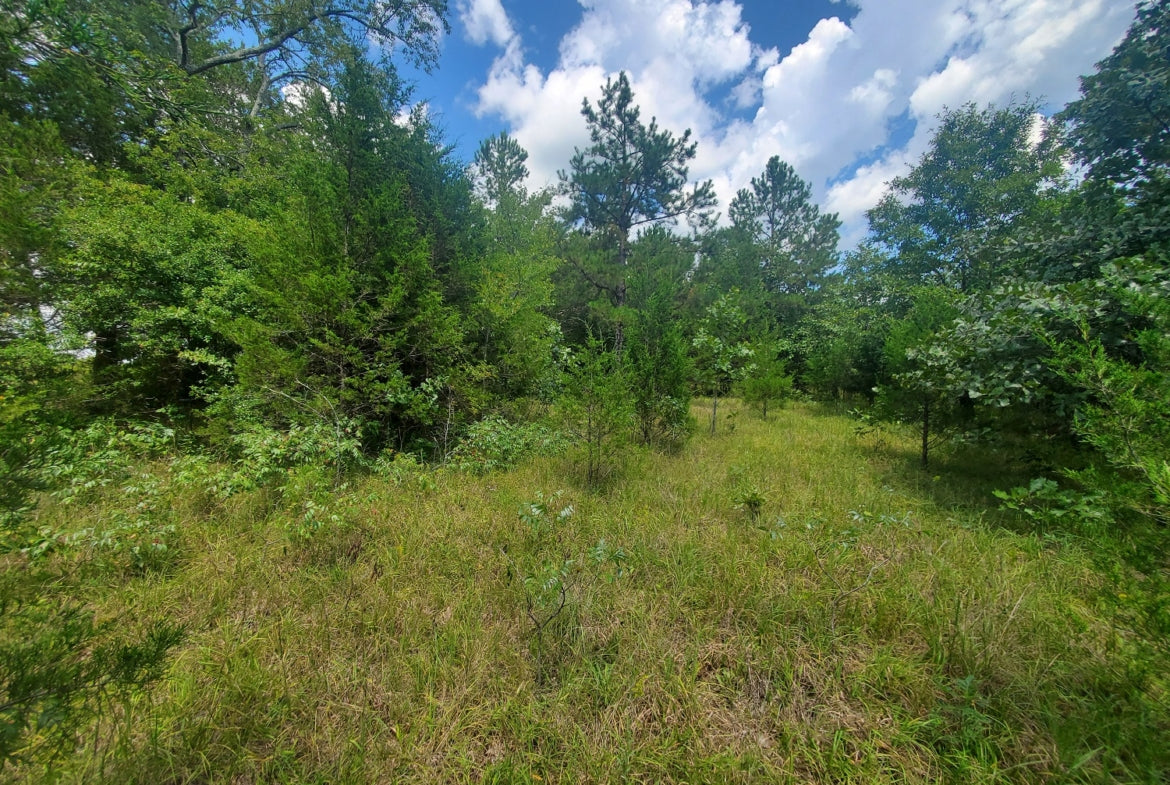 5 acre Country Homesite