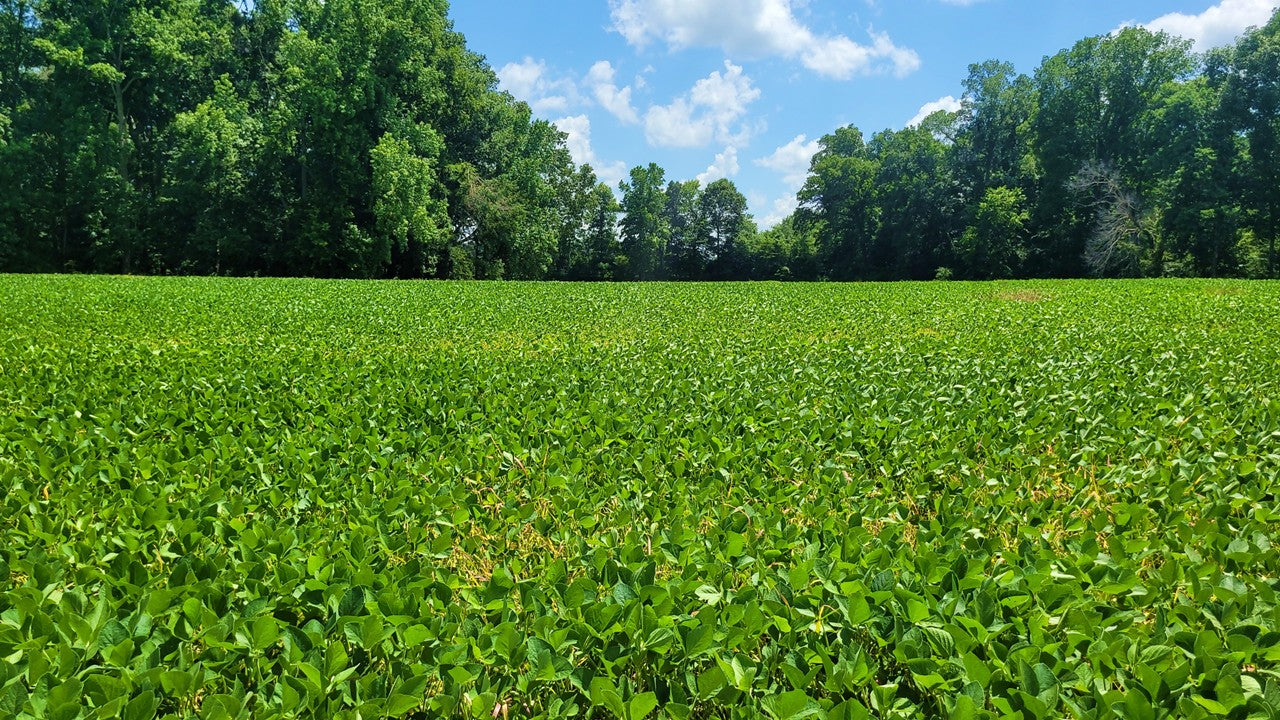 120± Acres in McNairy County, TN