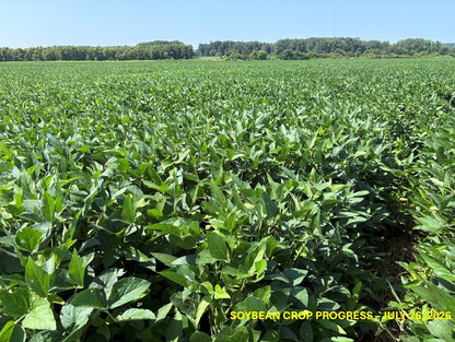 120± Acres in McNairy County, TN