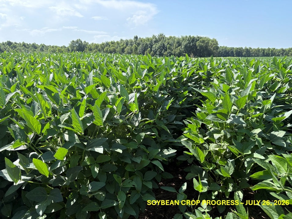 120± Acres in McNairy County, TN