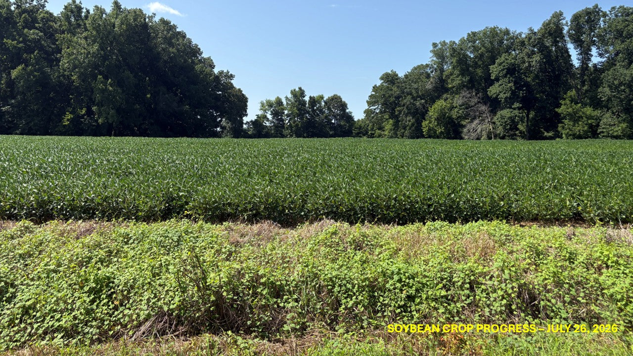 120± Acres in McNairy County, TN