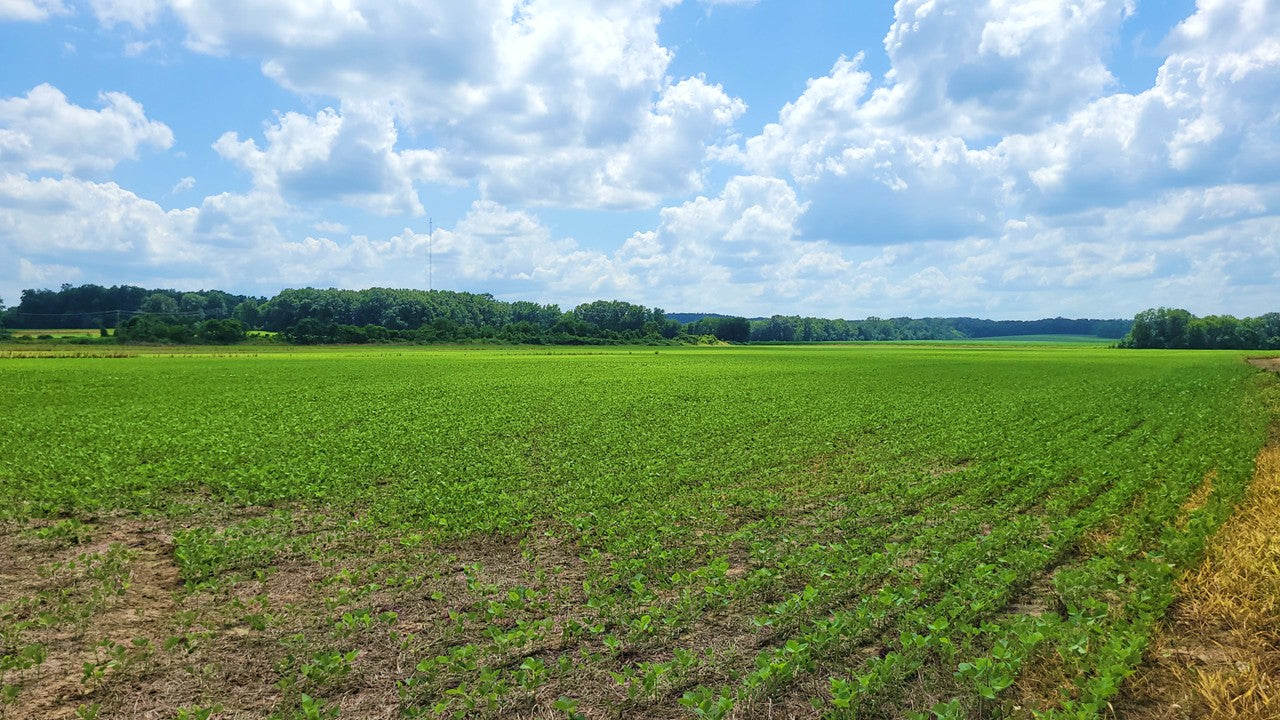 120± Acres in McNairy County, TN