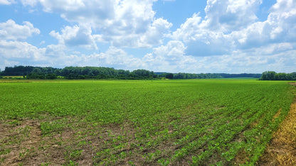 120± Acres in McNairy County, TN