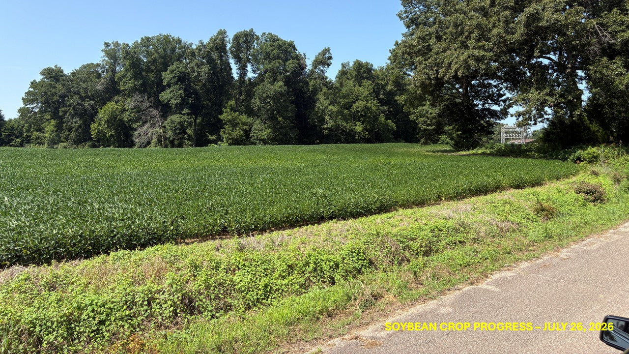 120± Acres in McNairy County, TN