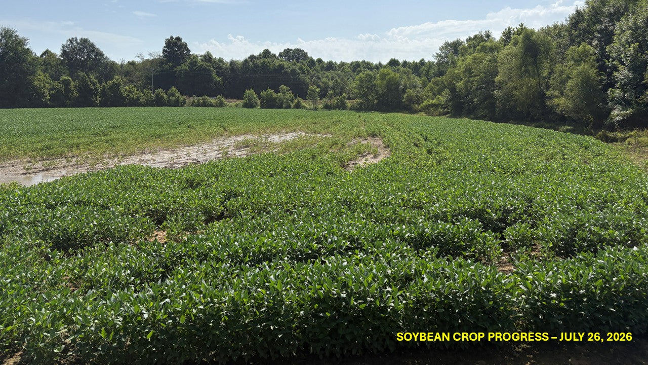 120± Acres in McNairy County, TN
