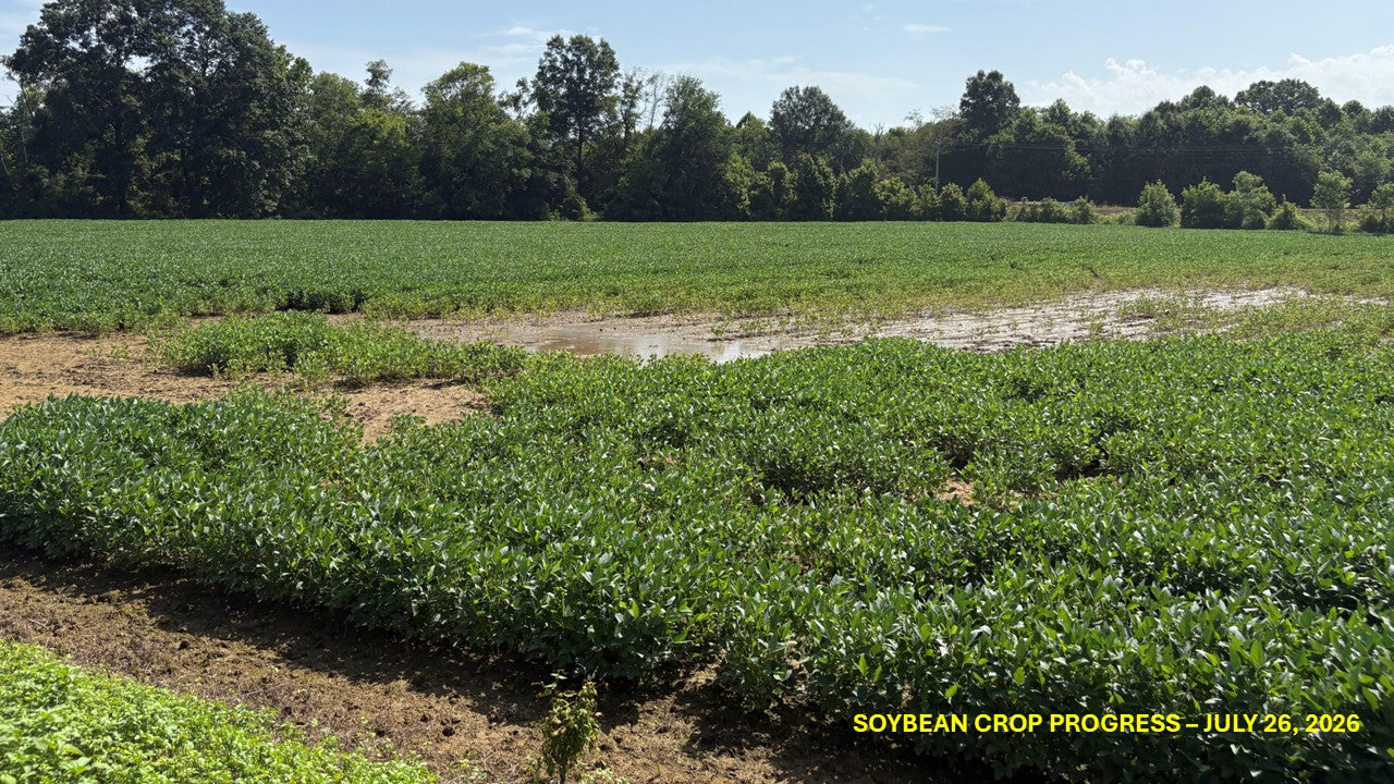 120± Acres in McNairy County, TN