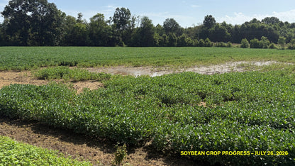 120± Acres in McNairy County, TN