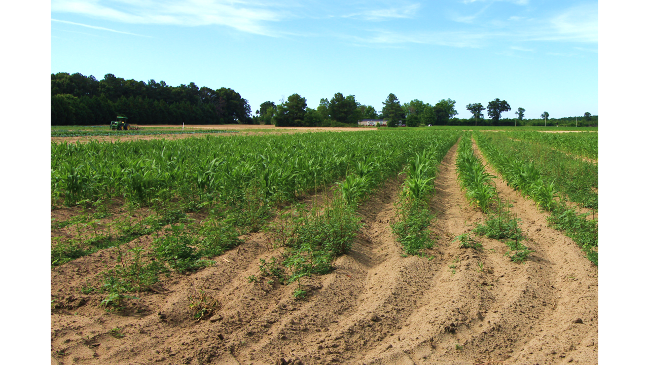 17.77 Acres Scotland County, NC