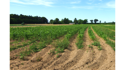 17.77 Acres Scotland County, NC