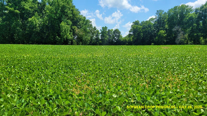 120± Acres in McNairy County, TN