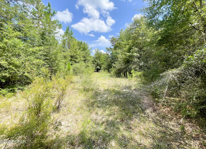 25.5 acres Washington County FL