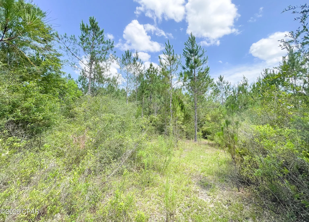 25.5 acres Washington County FL