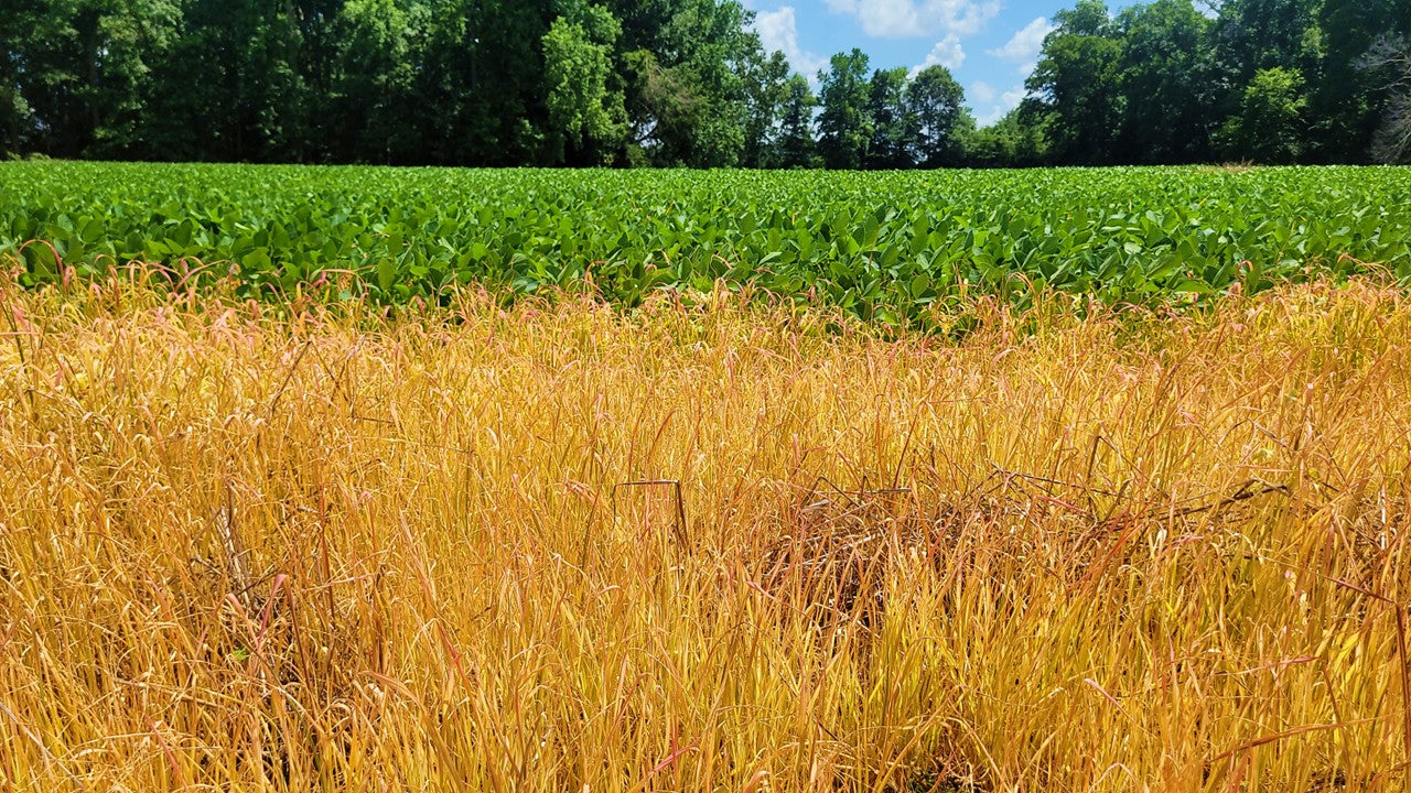 120± Acres in McNairy County, TN
