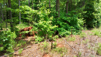 4 Acres on Ashland Rd | Coosa County, AL