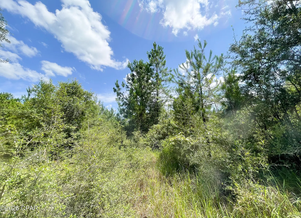 25.5 acres Washington County FL