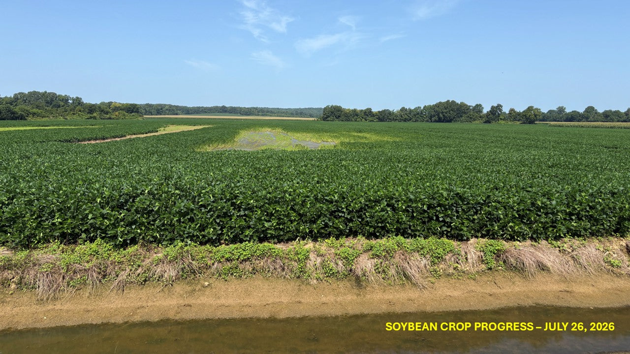 120± Acres in McNairy County, TN