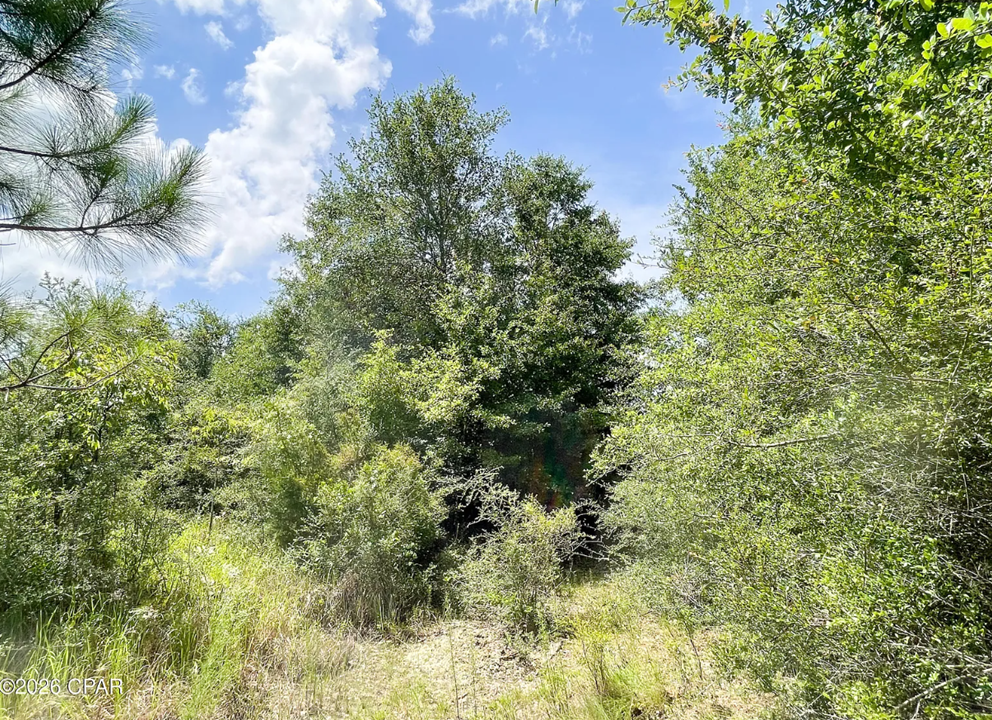 25.5 acres Washington County FL