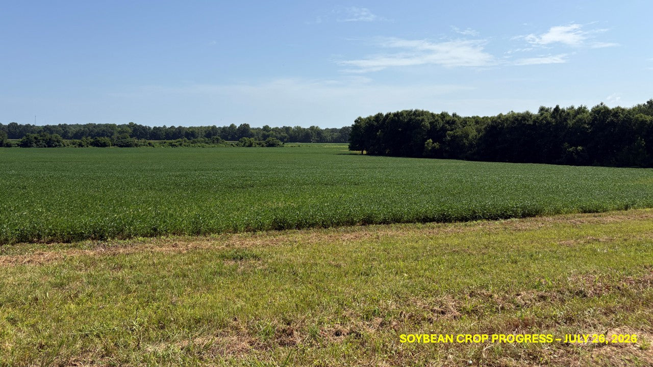 120± Acres in McNairy County, TN