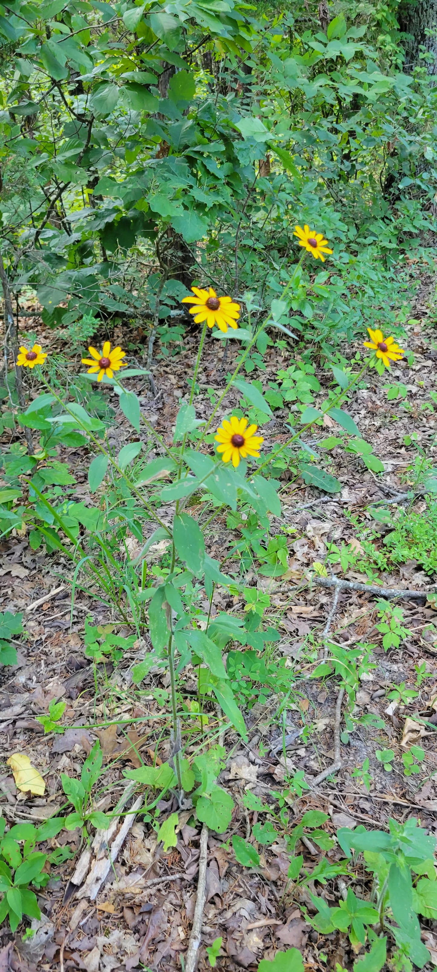 12 Acres – Wispy Trail Ln, Viola, MO