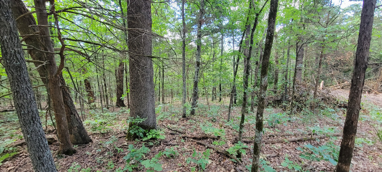 12 Acres – Wispy Trail Ln, Viola, MO