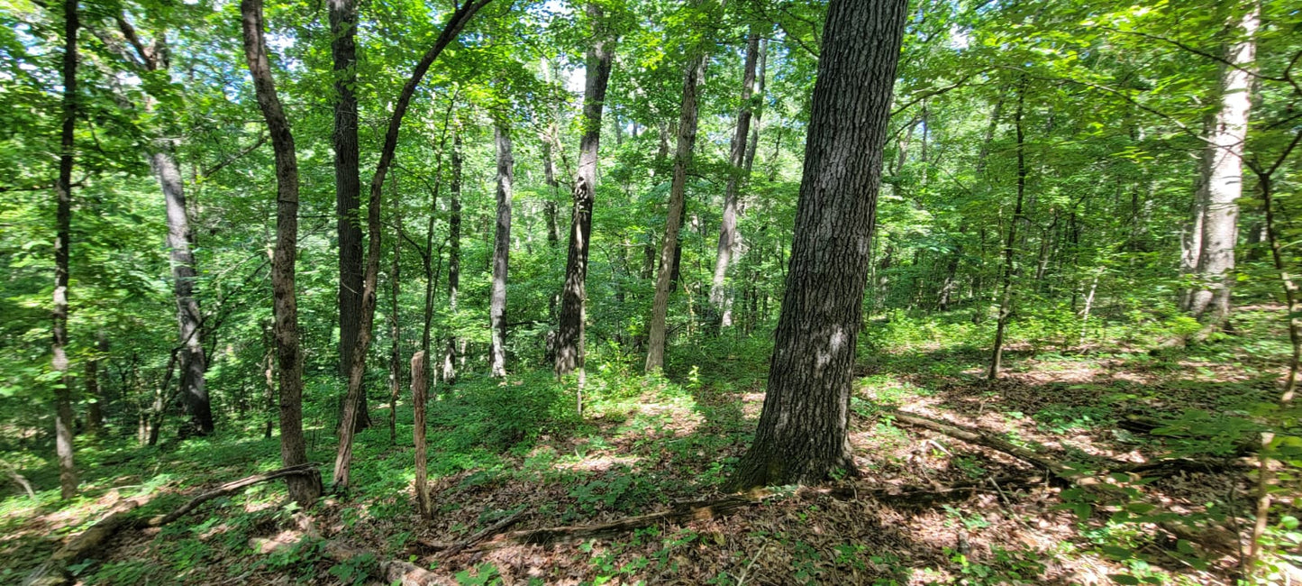 20 Acres on Martin Hollow Rd, Stone County MO