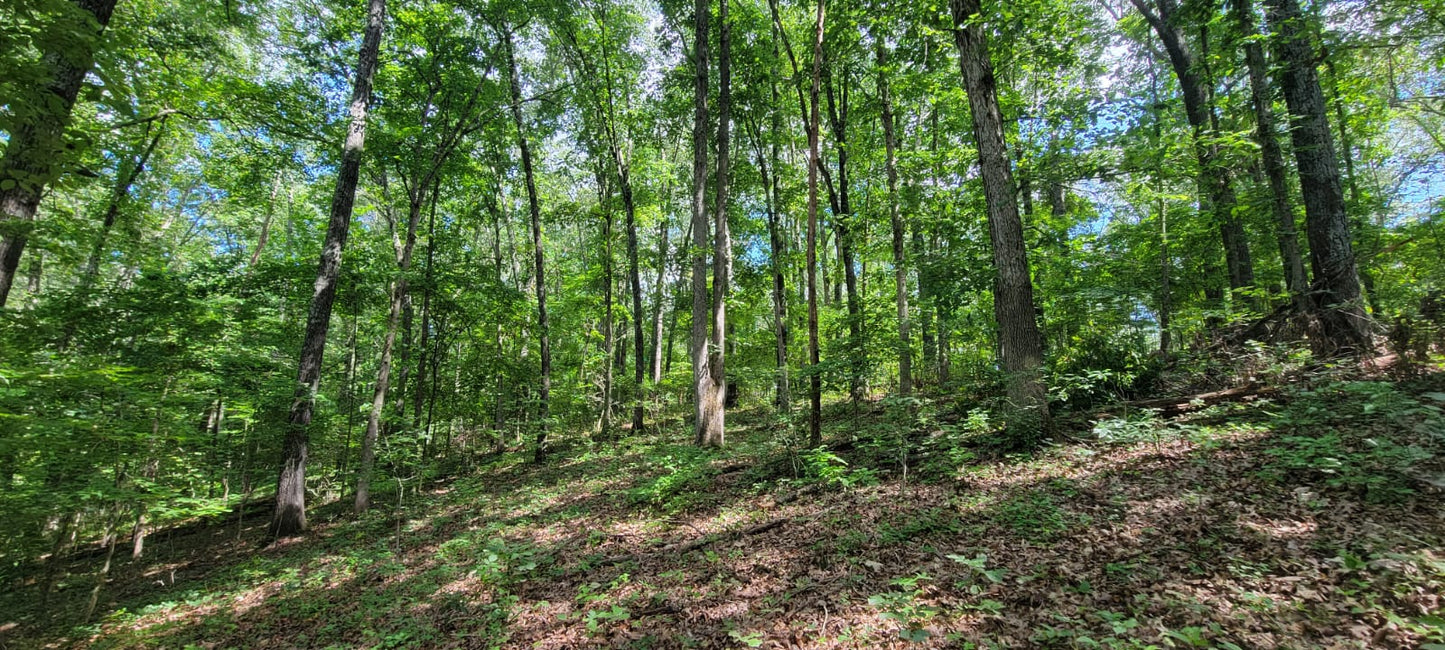 20 Acres on Martin Hollow Rd, Stone County MO
