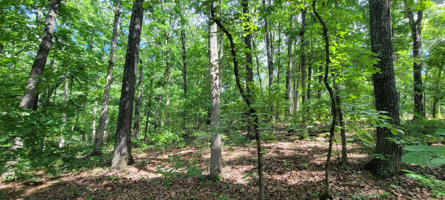 20 Acres on Martin Hollow Rd, Stone County MO