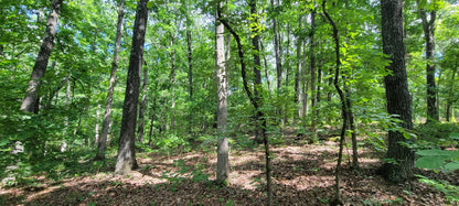 20 Acres on Martin Hollow Rd, Stone County MO