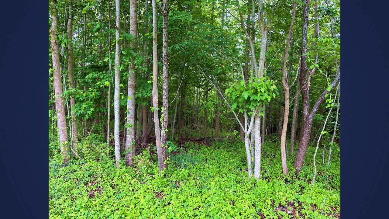 Wooded 5.26+/- acres in Middlesex County VA