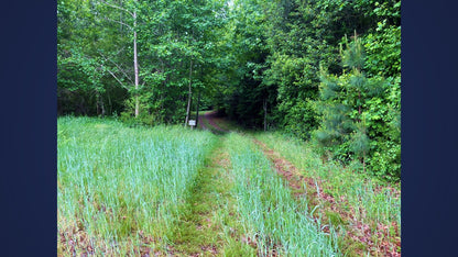 Wooded 5.26+/- acres in Middlesex County VA