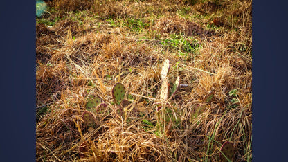 10 Acres Barry county MO